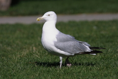 Larus argentatus