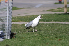 Larus argentatus