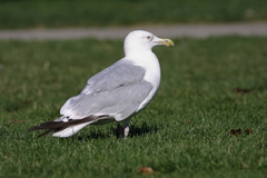 Larus argentatus