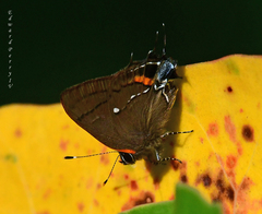 Electrostrymon angelia