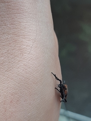 Pteroplatus