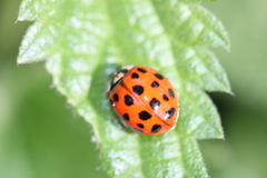 Harmonia axyridis