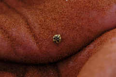 Zophosis fairmairei