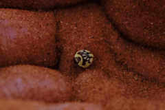 Zophosis fairmairei