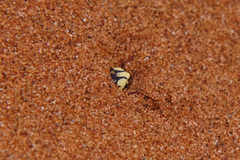Zophosis fairmairei