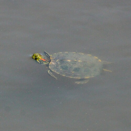 iNaturalist observation photo of Red-eared Slider