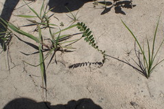 Phyllanthus evanescens