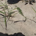 Phyllanthus pudens - Photo (c) Andy Newman, algunos derechos reservados (CC BY-NC), subido por Andy Newman