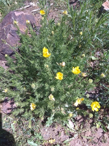 Adonis turkestanica, photograph 5