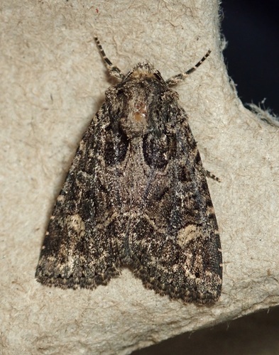Rusty Shoulder Knot Moth photo 2