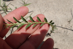 Phyllanthus evanescens