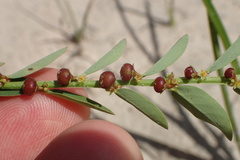 Phyllanthus evanescens