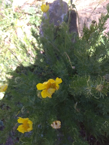 Adonis turkestanica, photograph 6