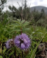 Hydrophyllum capitatum