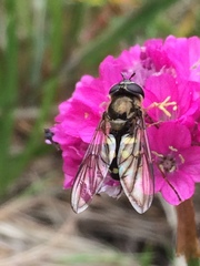 Dasysyrphus