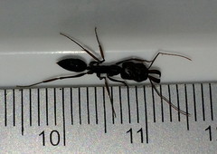 Odontomachus assiniensis