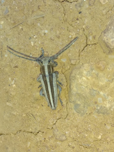 Pseudocoptosia kubani