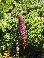 Orobanche pubescens