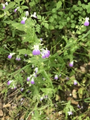 Collinsia multicolor