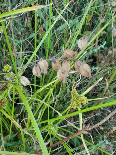 Seep Monkeyflower winter