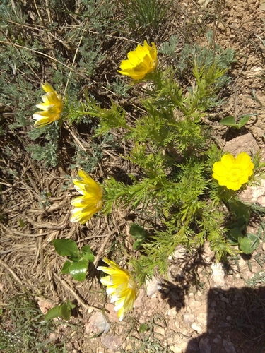 Adonis turkestanica, photograph 3