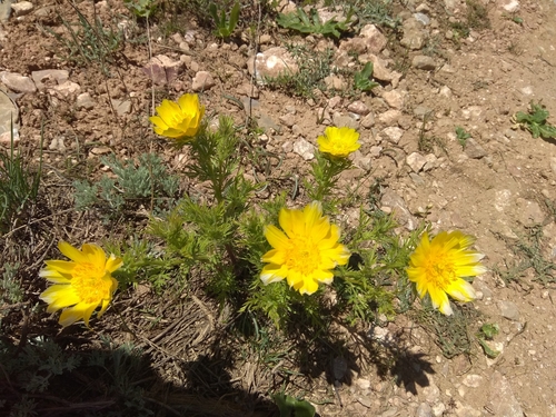 Adonis turkestanica, photograph 4