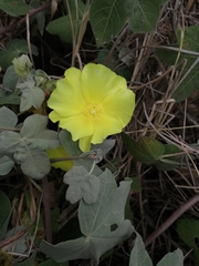 Gossypium tomentosum