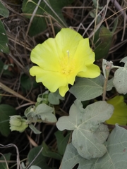Gossypium tomentosum
