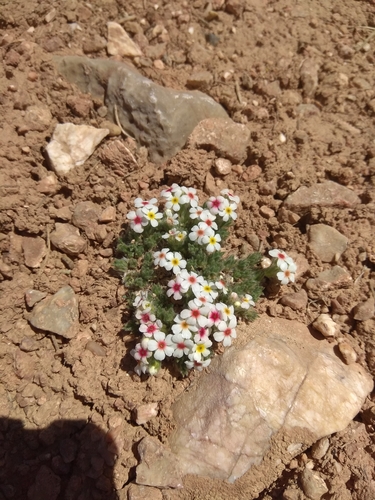 Androsace sericea, photograph 4