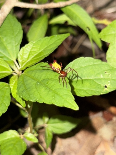 Photo of Arrow-shaped Orbweaver (Micrathena sagittata)