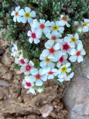 Androsace sericea, photograph 6