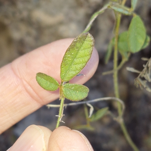 Image of Rusty Glycine (Glycine tomentella) by (c) Greg Tasney, some rights reserved (CC BY-SA)