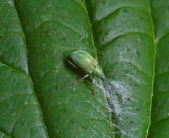 Polydrusus amplicollis
