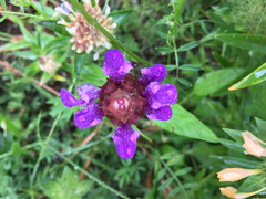 Prunella vulgaris lanceolata