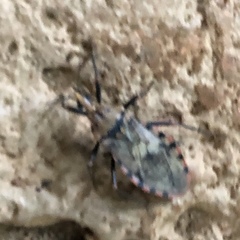 Panstrongylus geniculatus