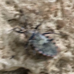 Panstrongylus geniculatus
