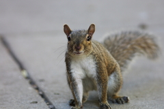 Sciurus carolinensis