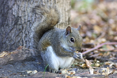 Sciurus carolinensis