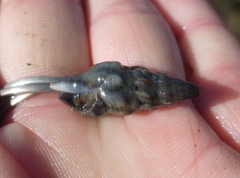 Pseudomelatoma torosa