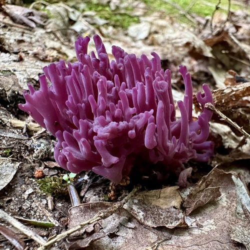 violet coral fungus