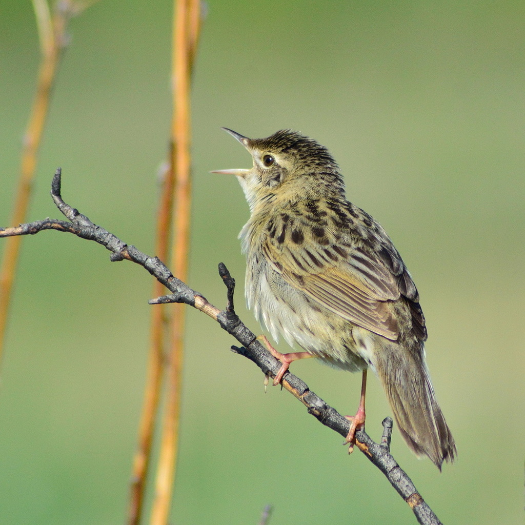 Common Grasshopper Warbler
