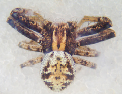 Xysticus californicus