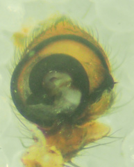 Xysticus californicus