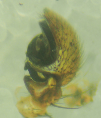 Xysticus californicus