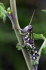 Melanoplus punctulatus