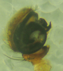 Xysticus californicus
