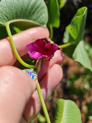 Ipomoea costata, photograph Belinda Forbes, CC BY, iNaturalist via GBIF
