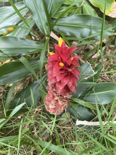 Image of Costus comosus by (c) aross0805, some rights reserved (CC BY)