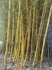 Giant Timber Bamboo (Bambusa vulgaris)