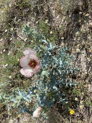 Argemone squarrosa glabrata